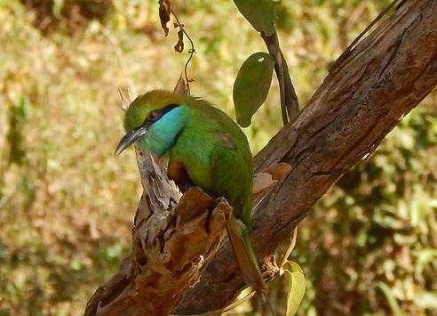 Beautiful Bird - The Asian Bee eater in Sri Lanka
