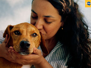 PEDIGREE® lança inteligência artificial para facilitar a adoção responsável de cães no Brasil