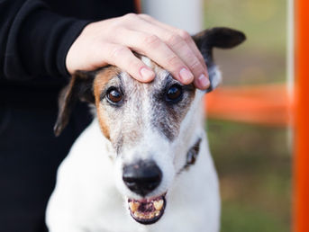 Especialista avalia nova lei de maus-tratos a animais em Natal