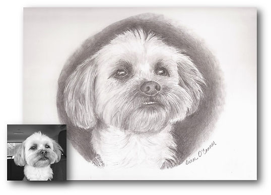 daves dog for facebook and website.jpg
