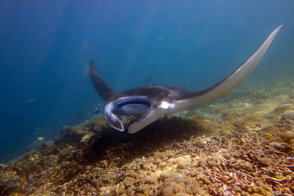Mantarochen schwimmt über einem Korallenriff im klaren blauen Wasser, die Flossen weit ausgebreitet.