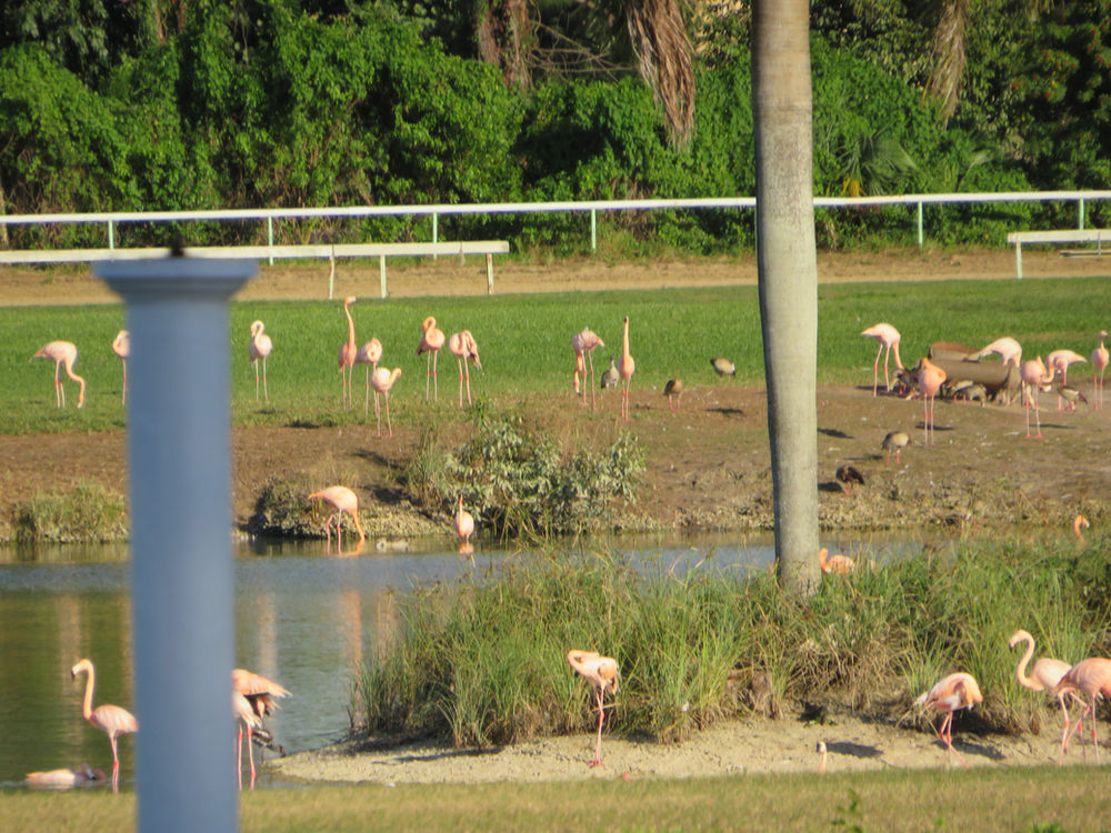 About Hialeah Events