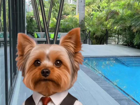 Meet Ziggy – The Fluffiest New Ambassador of Sunny Isles Luxury Villas