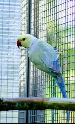 ring neck e suas mutações