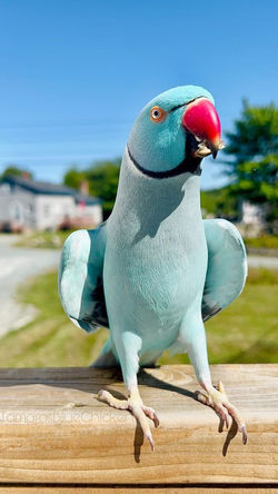 ring neck e suas mutações