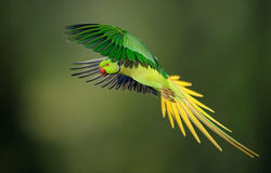 ring neck e suas mutações