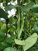 IMG_0841.jpeg