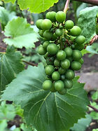 IMG_0851.jpeg