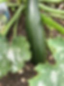 IMG_0846.jpeg