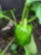 IMG_0852.jpeg