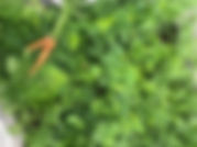 IMG_0837.jpeg