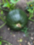 IMG_0830.jpeg