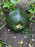 IMG_0830.jpeg