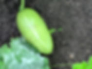 IMG_0850.jpeg