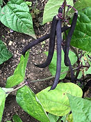 IMG_0849.jpeg