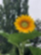 IMG_0845.jpeg