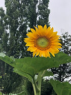 IMG_0845.jpeg