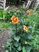 IMG_0835.jpeg