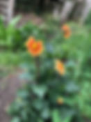 IMG_0835.jpeg