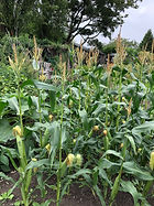 IMG_0833.jpeg
