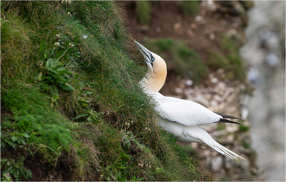 Gardening Gannet
