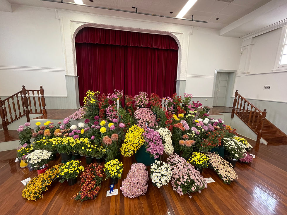 Chrysanthemum Show Kalamunda 