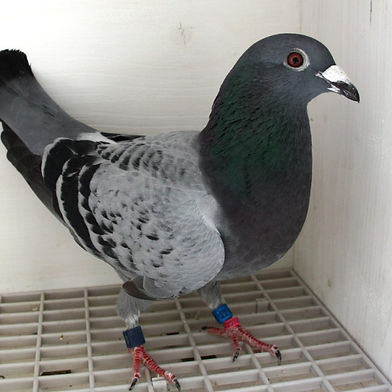 Lydie QUEULIN
