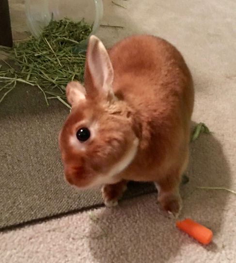 Brown bunny with head tilted, carrot and grass