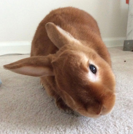 Cute brown bunny looking at camera with head tilted