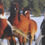 Thumbnail: Mounted Canvas Print - Paint Horses in Winter (24x16)