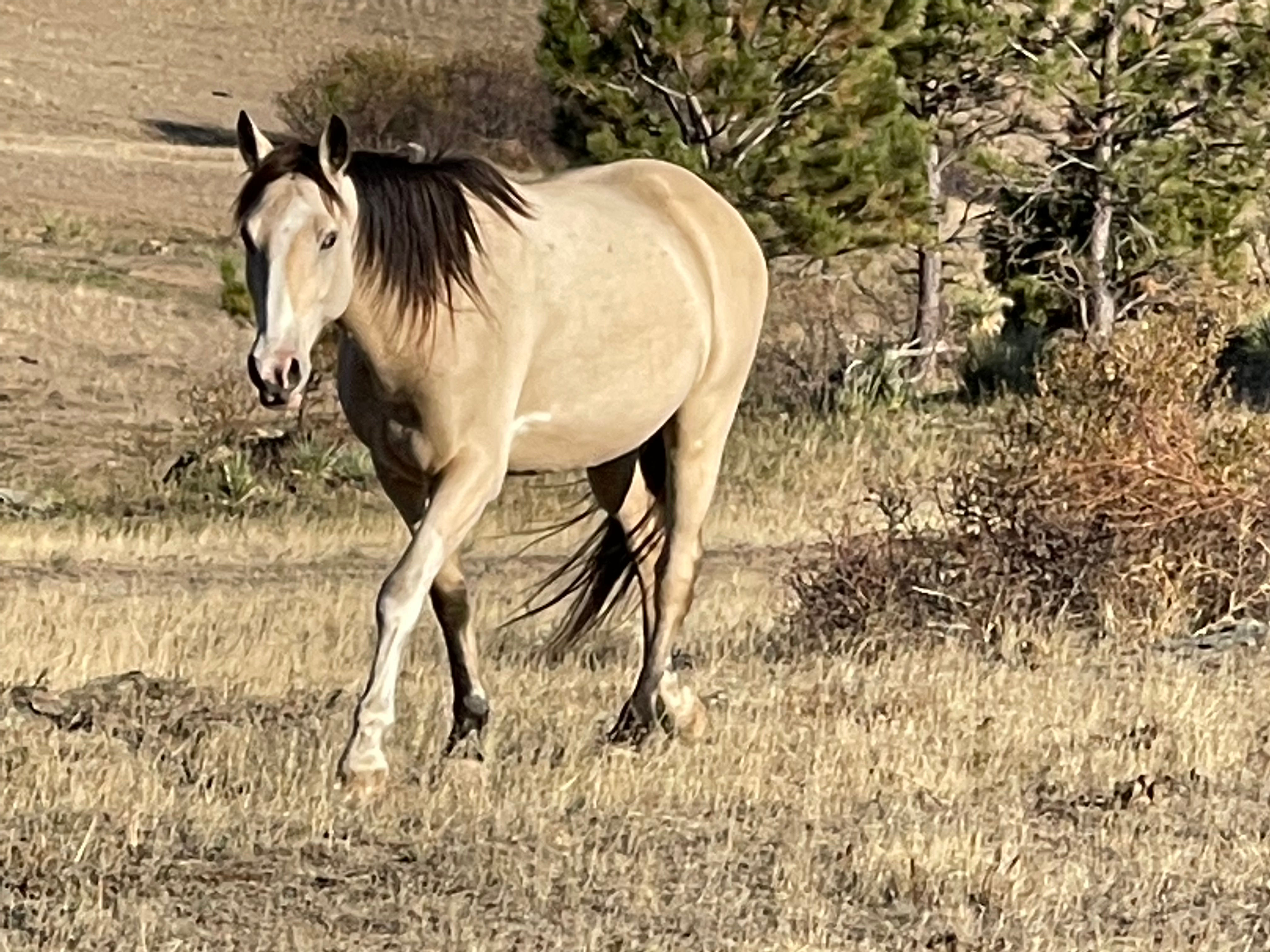 Comanche American Mustang Gelding