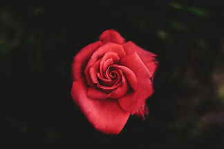 single-red-rose-top-outdoors.jpg