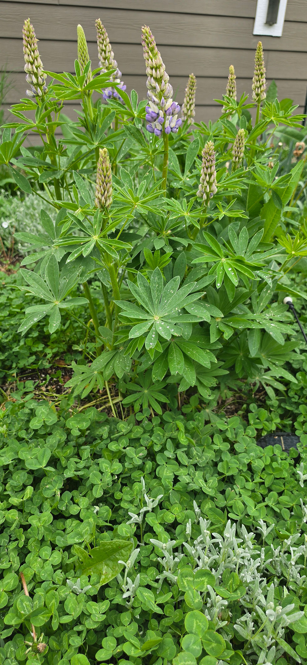 Ultimate Guide to Mulch - Types Benefits and Best Practices for Your Garden