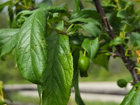 Plum Tree Aphid Infestation