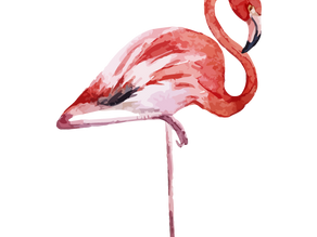 Join the Flamingo Challenge