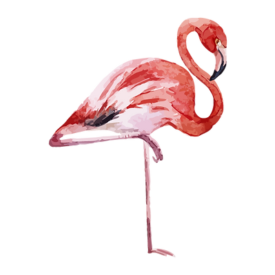 Flamingo 1