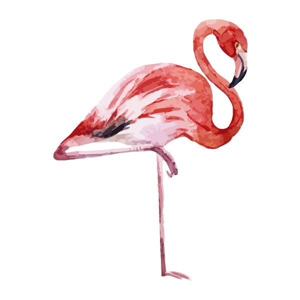 Flamingo 1