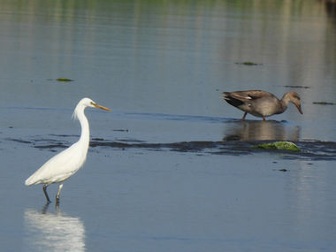 6月に確認した野鳥