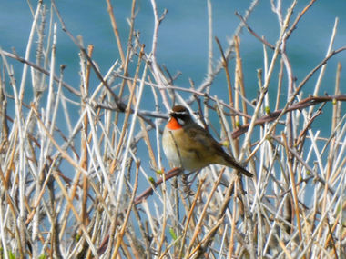 5月に確認した野鳥