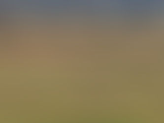 9月20日 ヒシクイ