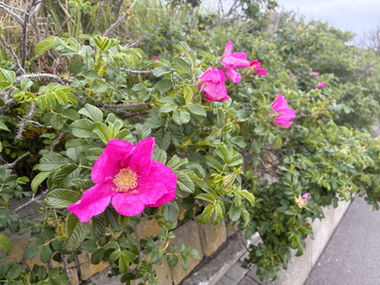 【自然情報】久しぶりの青空!センター周辺と小清水原生花園の様子(6月11日)