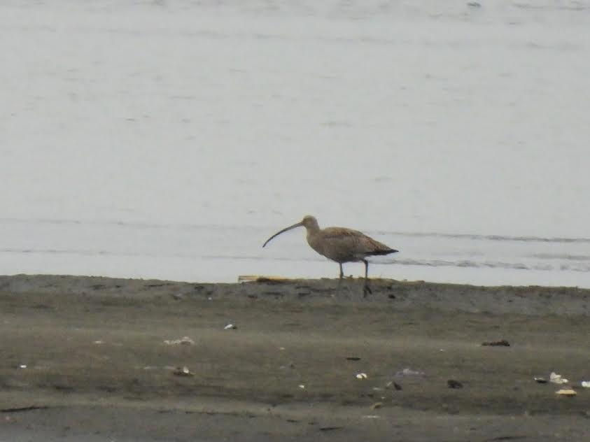 ホウロクシギ飛来！