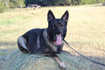 Czech Shepherd at Nikao