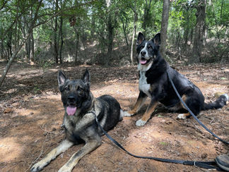 Dogs boarding at Nikao