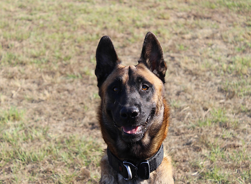 Nikao Working K9's Tycho