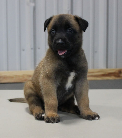 Belgian Malinois Puppies east Tx