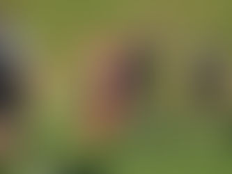 Blitzstart rettet Hermannsberg: VfR verlässt Abstiegszone nach 3:2 gegen Schonungen