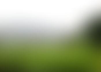What Japanese Gardens Teach Us About Depth—And Life