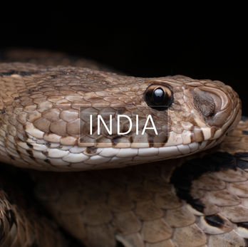 Portfolio of Biodiversity in India.