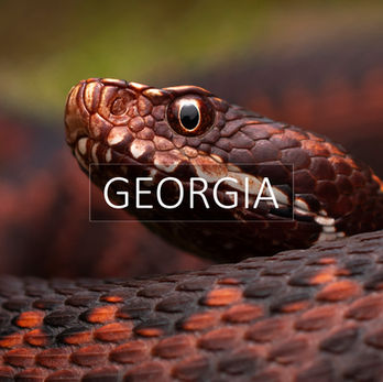 Portfolio of Biodiversity in Georgia.